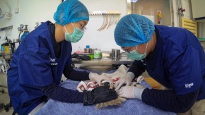 Veterinarijos klinika Pilaitėje